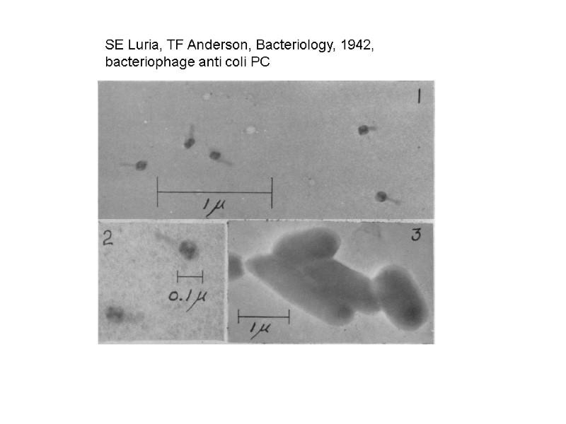 SE Luria, TF Anderson, Bacteriology, 1942, bacteriophage anti coli PC